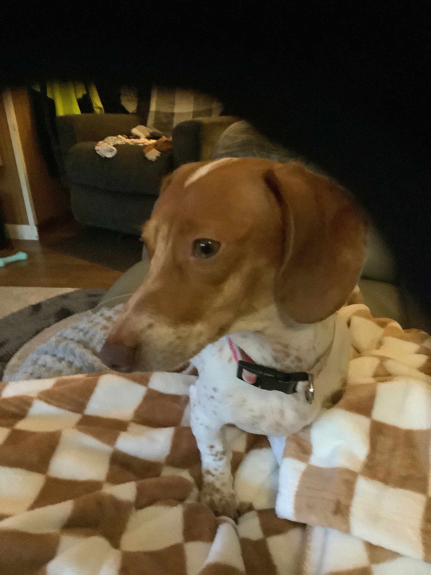Miss. Minnie Mayhem is registered to the contest to win money with this photo: dog, brown, white, collar, blanket, checkered, indoor, living_room, couch, furniture, pet, animal, cozy, soft, home, floor, carpet, seated, domestic, blurred