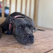 Nipsey joined the competition — help win amazing prizes! animal, black_dog, blurred_background, calm, canine, close_up, collar, dog, ears, floor, indoor, lying_down, muzzle, pet, portrait, quiet, relaxed, resting, snout, wooden_floor