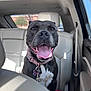 Nipsey joined the competition — help win amazing prizes! animal, backseat, black_dog, canine, car, collar, dog, domestic_animal, happy, interior, leash, pet, seat, smiling, sunlight, tag, tongue_out, transportation, white_chest, window