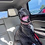 Nipsey is registered to the contest to win money with this photo: animal, backseat, canine, car, collar, daylight, dog, domestic_animal, happy, interior, leash, leather_seat, pet, seatbelt, smiling, sunlight, tongue_out, transportation, vehicle, window