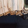 cat, bengal_cat, animal, pet, feline, lying_down, relaxed, green_eyes, spotted_fur, wooden_wall, cushion, indoor, whiskers, ears, paw, fur_pattern, curious, resting, black_cushion, close_up