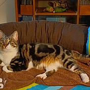 Tartine a rejoint le concours — aidez-le/la à gagner de superbes lots ! alert, animal, brown_blanket, cat, colorful_cushions, couch, decoration, eyes, feline, furniture, home, indoor, pet, relaxed, shelf, sitting, striped, tabby, tail, whiskers