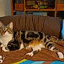 alert, animal, brown_blanket, cat, colorful_cushions, couch, decoration, eyes, feline, furniture, home, indoor, pet, relaxed, shelf, sitting, striped, tabby, tail, whiskers