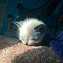 Pancho is registered to the contest to win money with this photo: kitten, sleeping, cat, indoor, blanket, soft, cozy, sunlight, fur, nap, peaceful, home, bedroom, comfort, animal, pet, closeup, warm, relaxing, feline