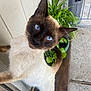 Pancho is registered to the contest to win money with this photo: cat, siamese_cat, blue_eyes, pet, animal, fur, whiskers, plant, potted_plant, wood, outdoor, curious, close_up, face, ears, tail, wall, floor, nature, domestic_animal