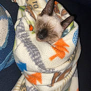 Pancho is registered to the contest to win money with this photo: kitten, cat, blanket, cozy, wrapped, sleeping, fleece, cute, pet, animal, snug, indoor, resting, fur, ears, small, comfort, warm, colorful, soft