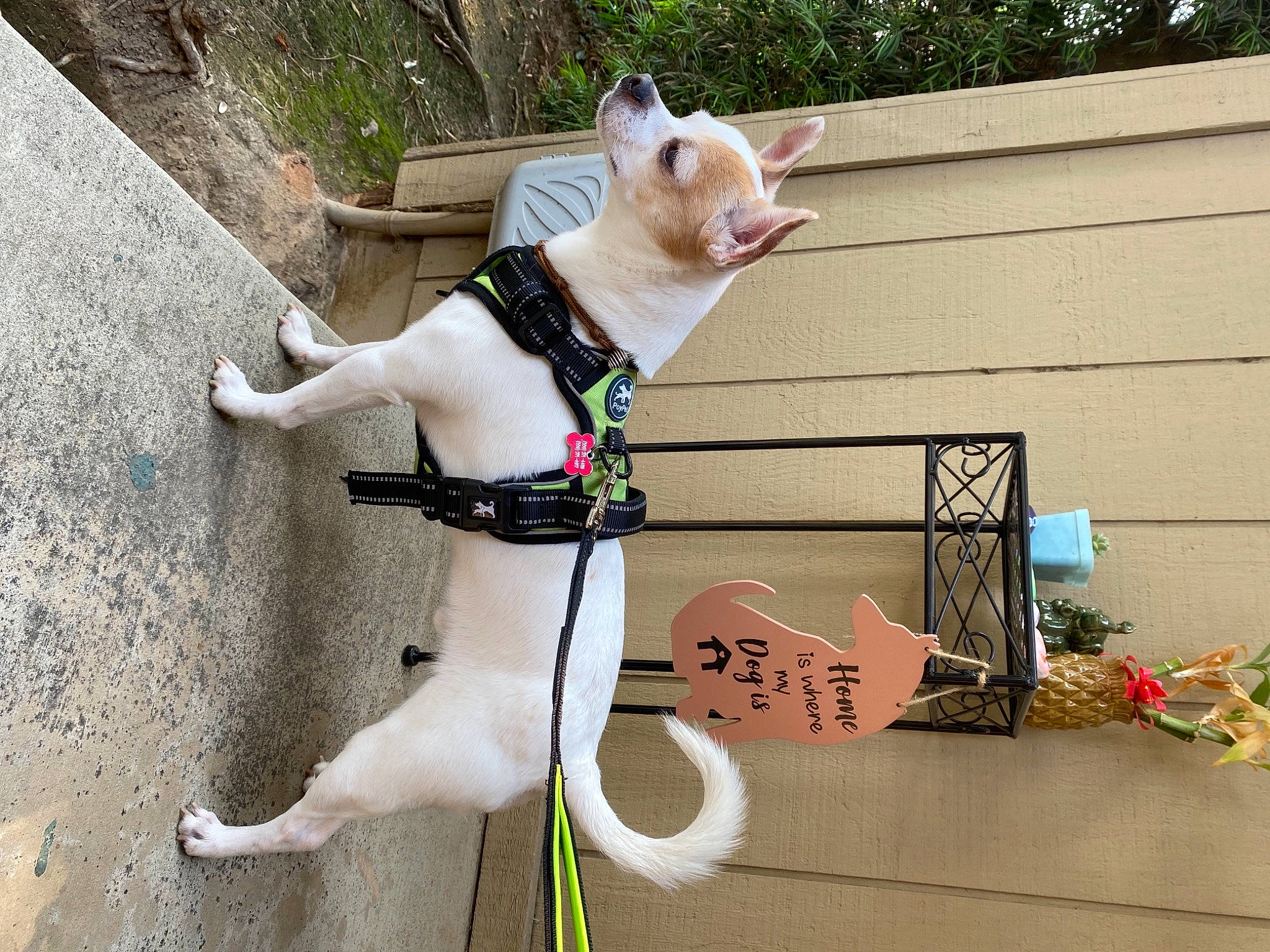 Miloh is registered to the contest to win money with this photo: carnivore, collar, companion_dog, dog, dog_breed, dog_collar, dog_supply, eyewear, fashion_accessory, fawn, leash, line, mammal, pet_supply, plant, snout, sporting_group, tail, vertebrate, working_animal