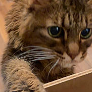 Mitty Mittertons is registered to the contest to win money with this photo: animal, cat, claw, close_up, curious, domestic, eye, feline, floor, focus, fur, indoor, mammal, nose, paw, pet, playful, tabby, whiskers, wood