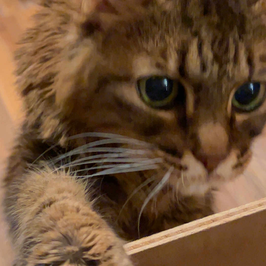 Mitty Mittertons is registered to the contest to win money with this photo: animal, cat, claw, close_up, curious, domestic, eye, feline, floor, focus, fur, indoor, mammal, nose, paw, pet, playful, tabby, whiskers, wood