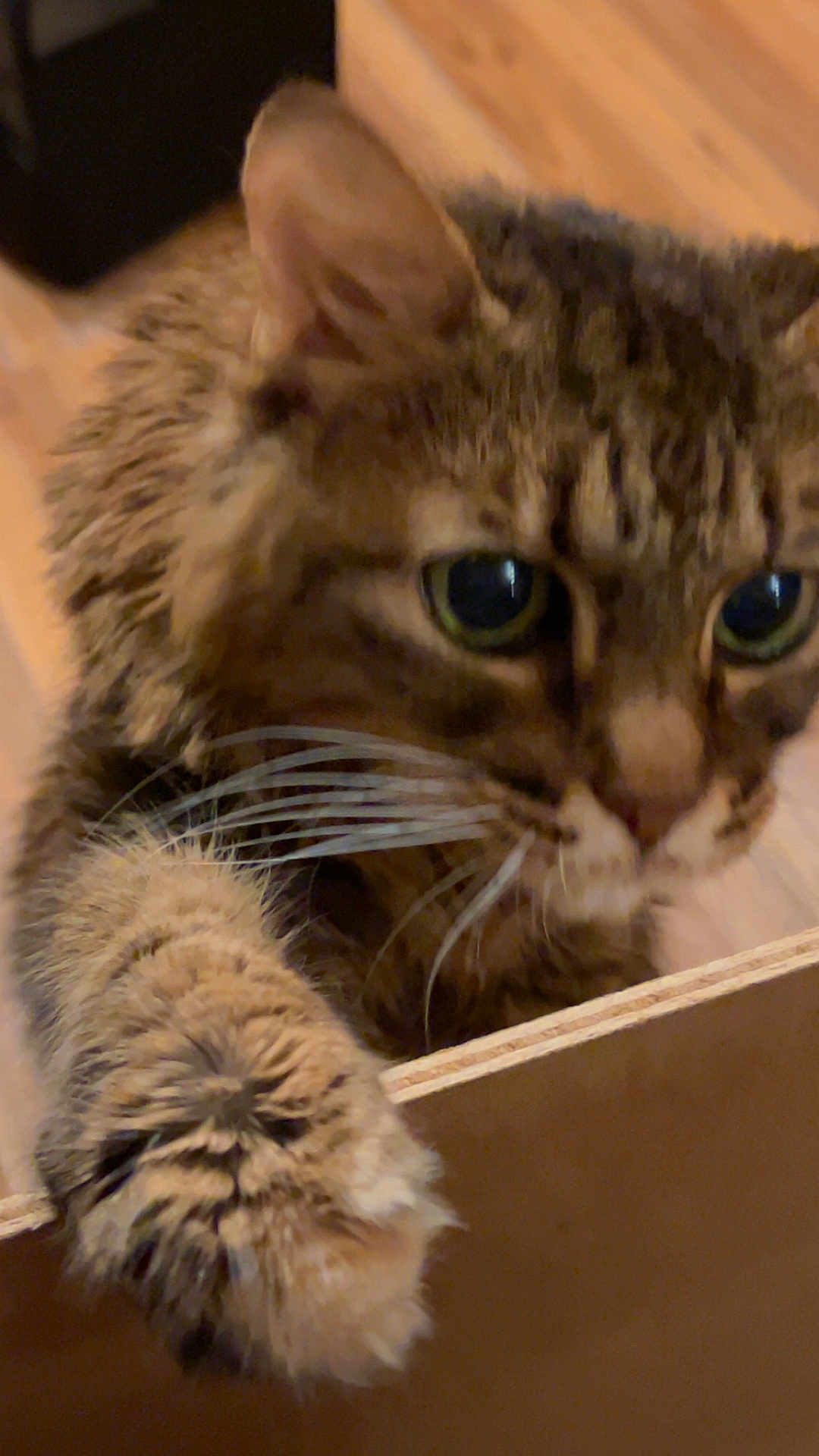 Mitty Mittertons is registered to the contest to win money with this photo: animal, cat, claw, close_up, curious, domestic, eye, feline, floor, focus, fur, indoor, mammal, nose, paw, pet, playful, tabby, whiskers, wood