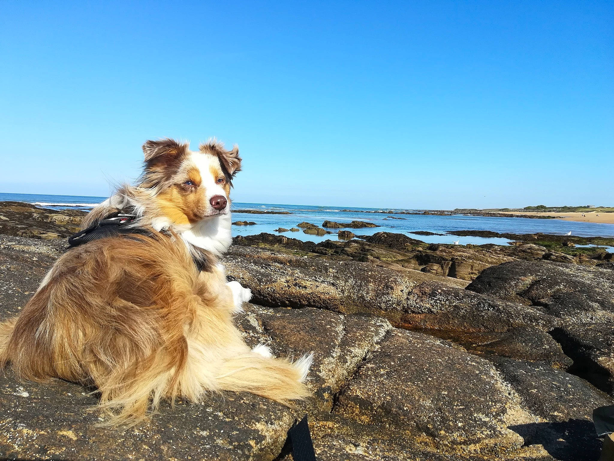 Mario a rejoint le concours — aidez-le/la à gagner de superbes lots ! beach, canidae, carnivore, coastal_and_oceanic_landforms, companion_dog, dog, dog_breed, fawn, fur, headland, herding_dog, horizon, landscape, sky, sporting_group, surfer_hair, water, wave, wind_wave, wood