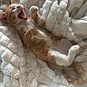 Marvin a rejoint le concours — aidez-le/la à gagner de superbes lots ! cat, orange_and_white_cat, kitten, yawning, open_mouth, paw, whiskers, fur, lying_down, sleeping, playful, funny, blanket, white_blanket, bed, indoor, closeup, pet, animal, portrait
