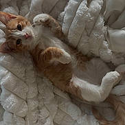 Marvin participe au concours pour gagner de l'argent avec cette photo : cat, kitten, orange_and_white, feline, pet, animal, lying_down, belly_up, raised_paws, fluffy_blanket, white_blanket, cozy, sleepy, cute, indoors, bed, relaxed, whiskers, pink_nose, tail