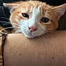 Marvin participe au concours pour gagner de l'argent avec cette photo : cat, orange_cat, white_cat, feline, pet, close_up, portrait, whiskers, pink_nose, ears, fur, orange_and_white, eyes, lying_down, cuddling, human_arm, bracelet, indoor, dark_background, funny_expression