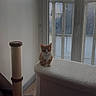 cat, kitten, orange_cat, white markings, sitting, indoors, window, balcony, cat_tree, scratching_post, pet_furniture, carpeted_platform, pink_toy, fluffy_toy, home, apartment, natural_light, wood_floor, portrait, cute