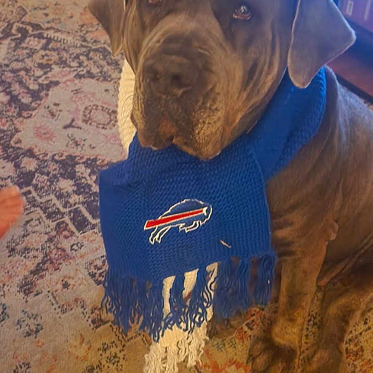 Honey joined the competition — help win amazing prizes! animal, blue_scarf, canine, cozy, dog, floor, home, indoor, large_dog, living_room, looking_at_camera, mammal, pet, rug, scarf, sitting, sports_logo, toy, white_scarf, wood_floor