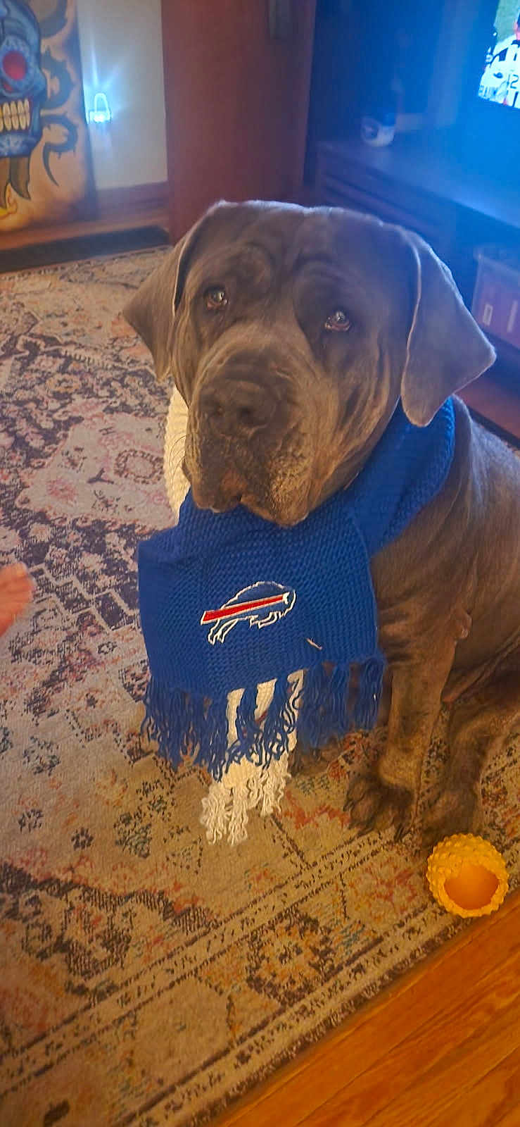 Honey joined the competition — help win amazing prizes! dog, scarf, indoor, rug, toy, living_room, wood_floor, pet, large_dog, blue_scarf, white_scarf, sports_logo, animal, canine, mammal, sitting, looking_at_camera, cozy, home, floor