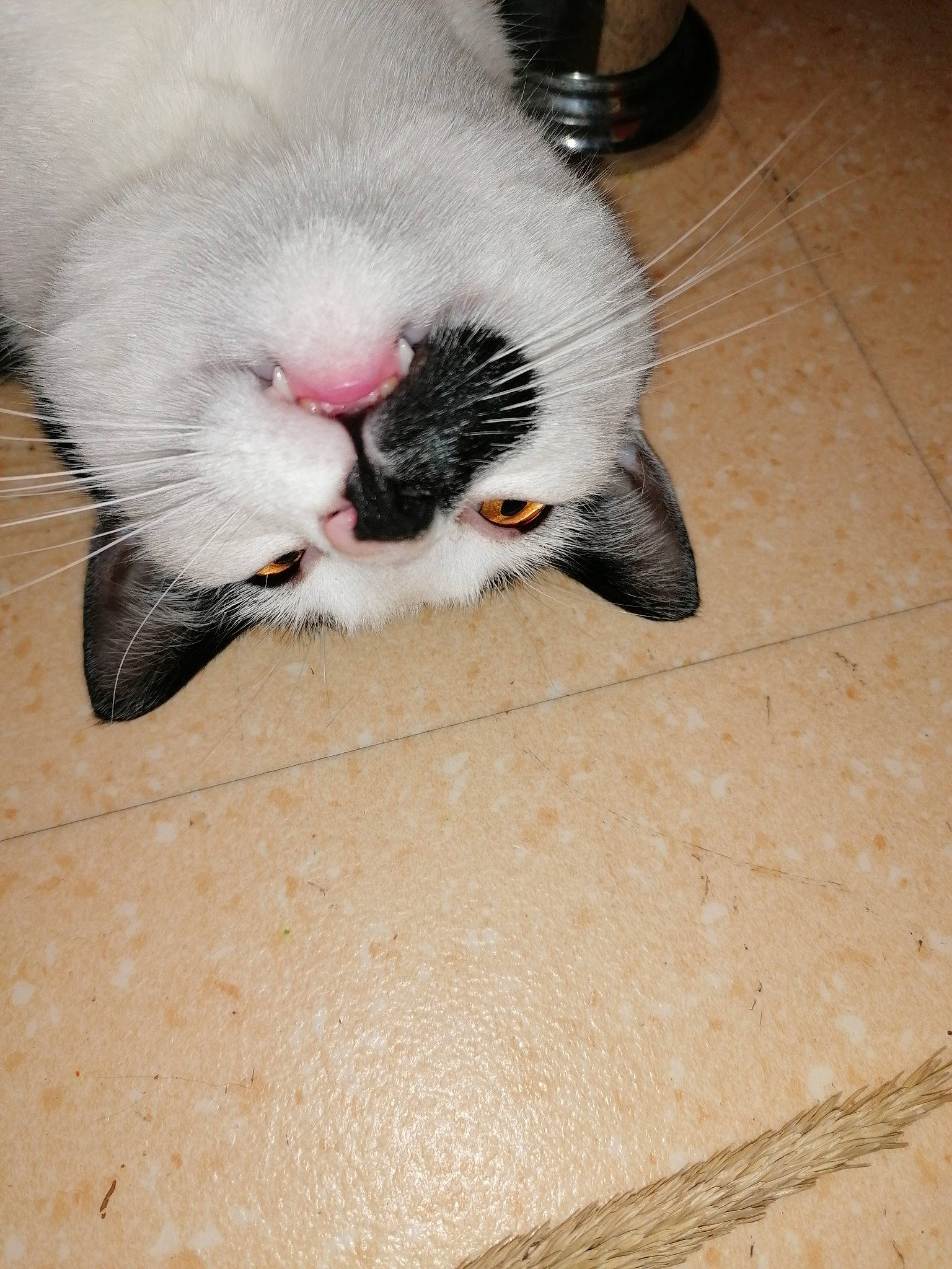 P'Ti Lou a rejoint le concours — aidez-le/la à gagner de superbes lots ! carnivore, cat, claw, comfort, domestic_short_haired_cat, fawn, felidae, floor, flooring, foot, fur, grey, hardwood, human_leg, paw, small_to_medium_sized_cats, snout, tail, whiskers, wood