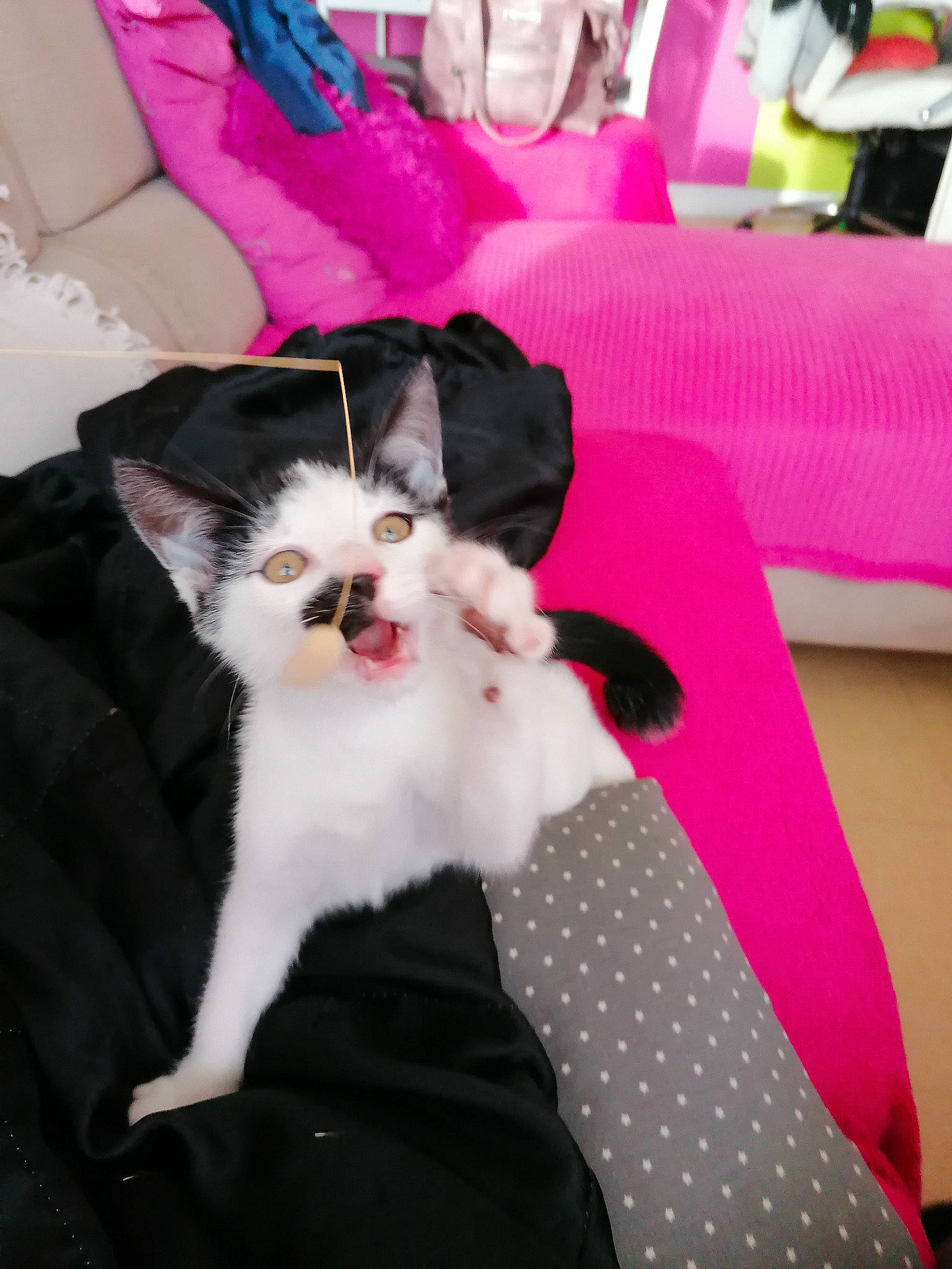 P'Ti Lou a rejoint le concours — aidez-le/la à gagner de superbes lots ! canidae, carnivore, cat, comfort, companion_dog, dog_breed, domestic_short_haired_cat, felidae, formal_wear, fur, lap, linens, magenta, pattern, paw, pink, small_to_medium_sized_cats, tail, textile, whiskers