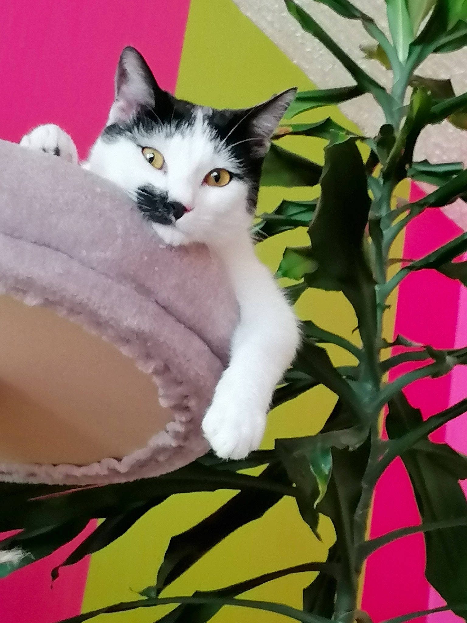 P'Ti Lou participe au concours pour gagner de l'argent avec cette photo : art, carnivore, cat, cat_supply, domestic_short_haired_cat, eye, fawn, felidae, flower, fur, grass, illustration, iris, plant, sitting, small_to_medium_sized_cats, snout, tail, tree, whiskers