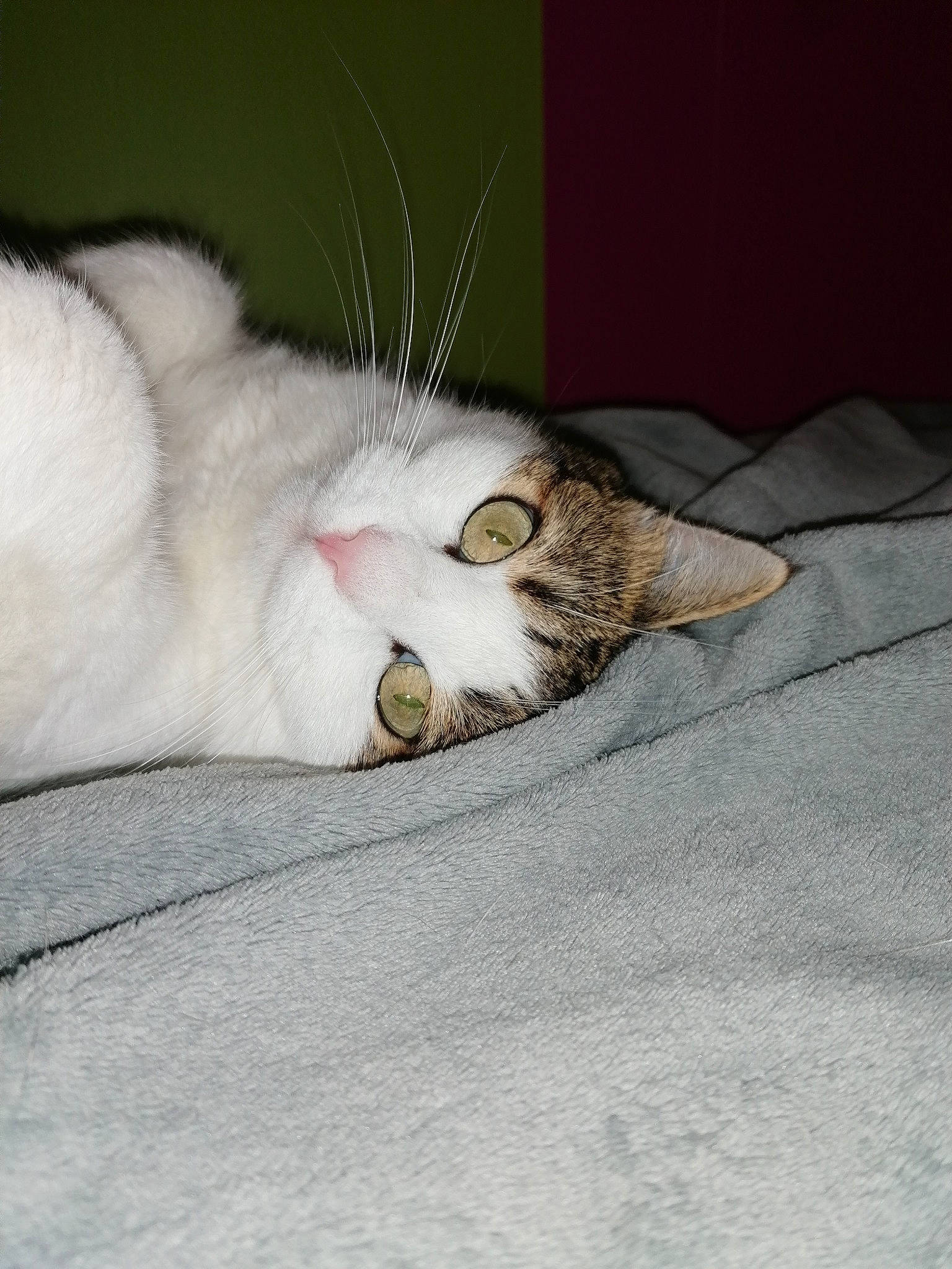 Mimi a rejoint le concours — aidez-le/la à gagner de superbes lots ! carnivore, cat, claw, comfort, domestic_short_haired_cat, felidae, fur, grey, linens, nap, paw, sleep, small_to_medium_sized_cats, snout, tail, whiskers, wood