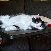Astrid is registered to the contest to win money with this photo: animal, black_and_white, cat, couch, cozy, cute, domestic_animal, feline, fur, furniture, green_eyes, home, indoor, laying_down, pet, pillow, relaxed, resting, table, whiskers