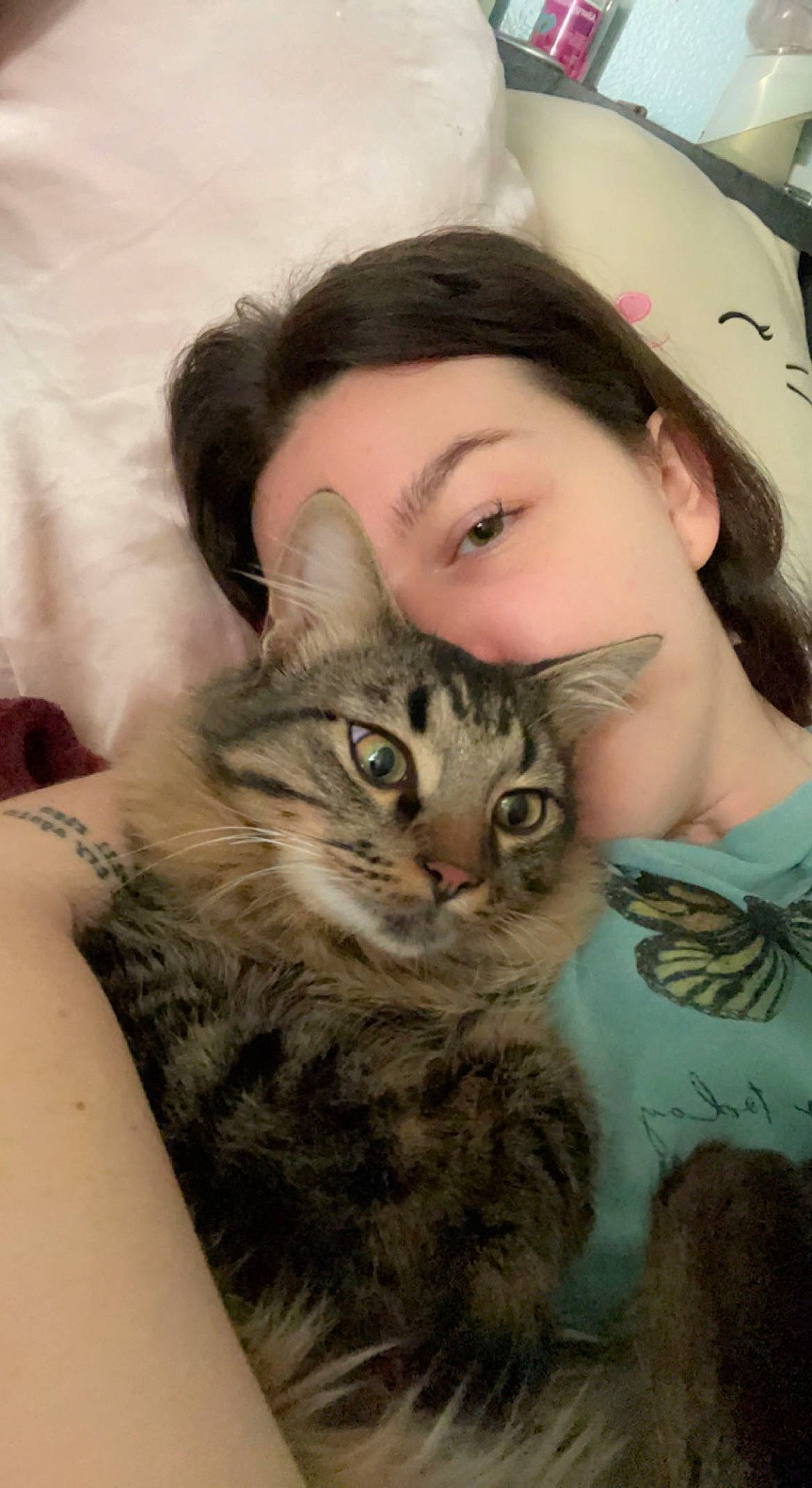 Bowie is registered to the contest to win money with this photo: carnivore, cat, domestic_short_haired_cat, door, felidae, fur, gesture, hug, insect, moths_and_butterflies, paw, pollinator, small_to_medium_sized_cats, snout, whiskers