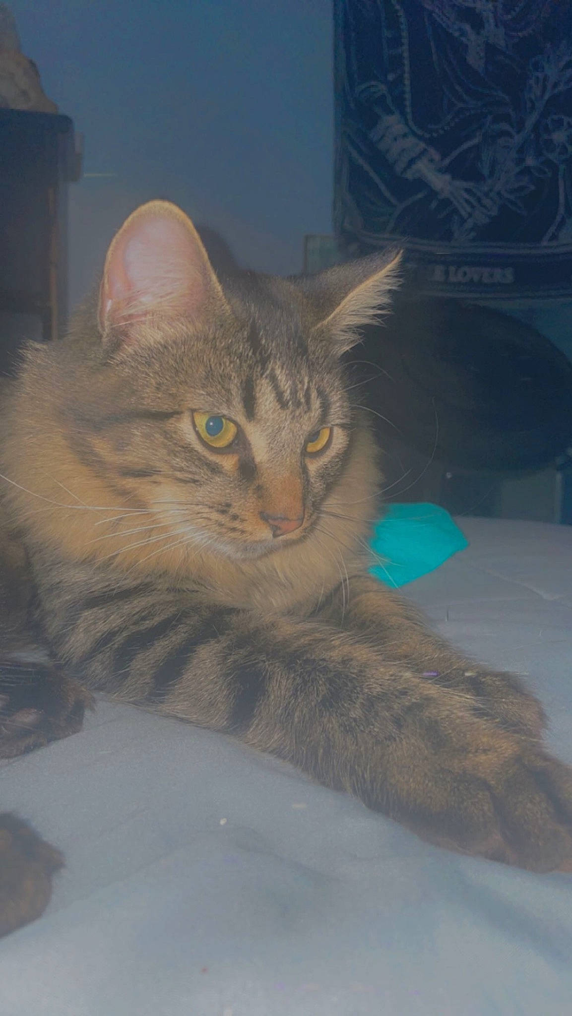 Bowie is registered to the contest to win money with this photo: carnivore, cat, claw, comfort, domestic_short_haired_cat, door, eye, felidae, fur, grey, paw, sitting, sky, small_to_medium_sized_cats, snout, tail, terrestrial_animal, tree, whiskers, window