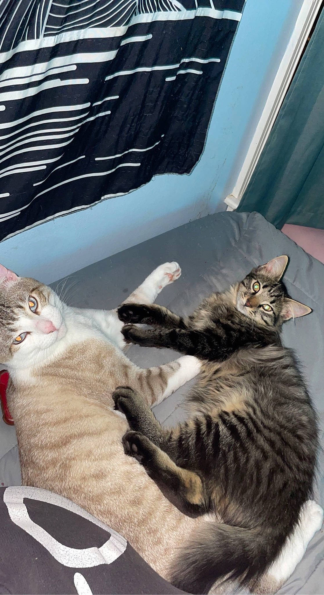 Bowie joined the competition — help win amazing prizes! carnivore, cat, claw, comfort, domestic_short_haired_cat, fawn, felidae, fur, nap, paw, small_to_medium_sized_cats, tail, tree, whiskers, window