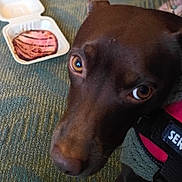 Bambi is registered to the contest to win money with this photo: dog, close_up, brown_eyes, harness, service_dog, carpet, takeout_container, grilled_meat, curious, indoor, pet, animal, canine, focus_on_face, candid, timestamp, texture, furniture, domestic, companion