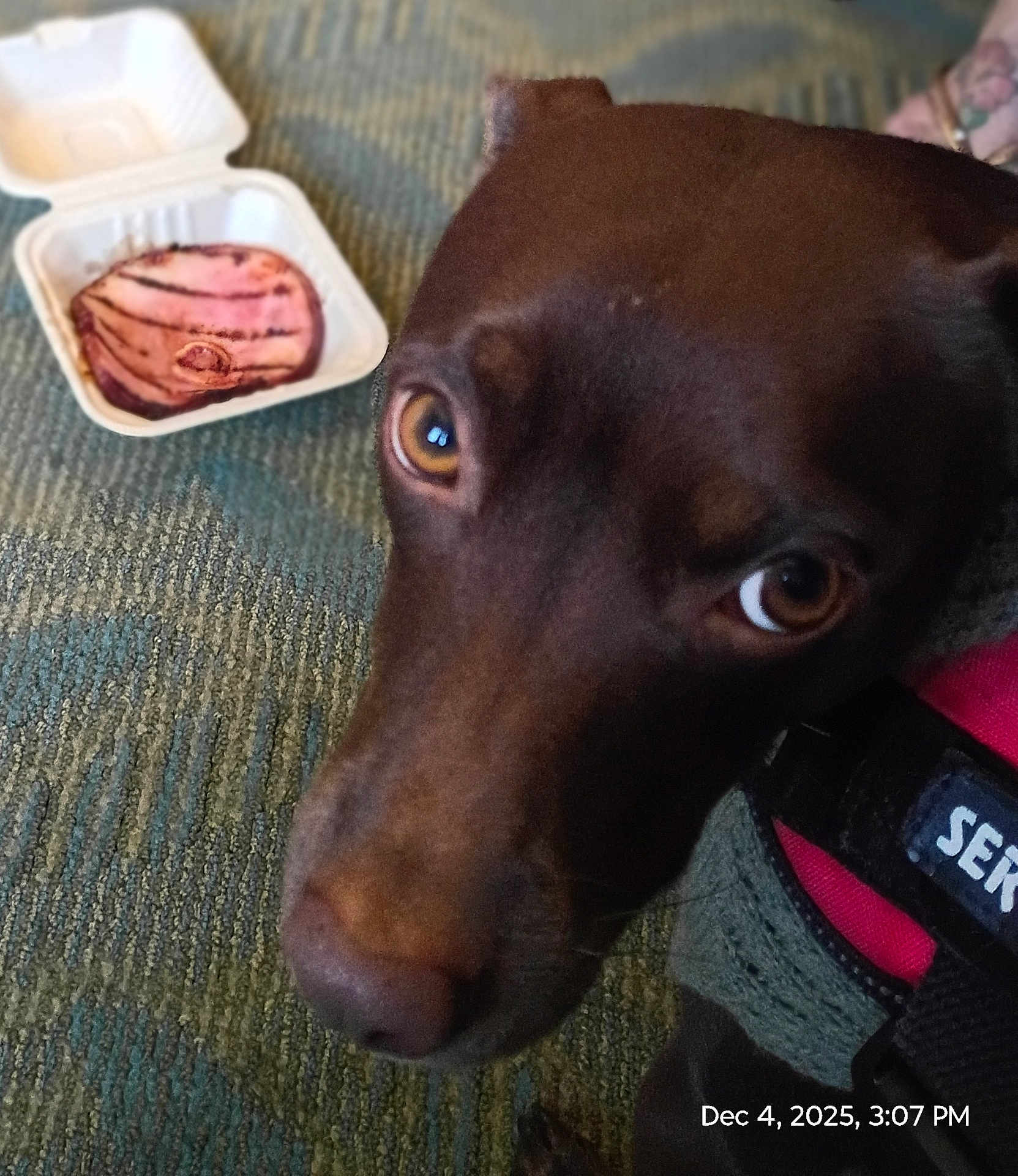 Bambi is registered to the contest to win money with this photo: dog, close_up, brown_eyes, harness, service_dog, carpet, takeout_container, grilled_meat, curious, indoor, pet, animal, canine, focus_on_face, candid, timestamp, texture, furniture, domestic, companion