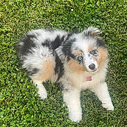 Sky joined the competition — help win amazing prizes! puppy, dog, grass, outdoor, pet, cute, fluffy, collar, tag, animal, nature, young, playful, fur, white, black, tan, eyes, lying, greenery