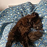 Moumoune participe au concours pour gagner de l'argent avec cette photo : animal, bed, black_cat, blanket, cat, cozy, curious, cute, domestic_cat, feline, fluffy_fur, indoor, lying_down, patterned_blanket, pet, relaxed, resting, soft_fur, stretching, yellow_eyes