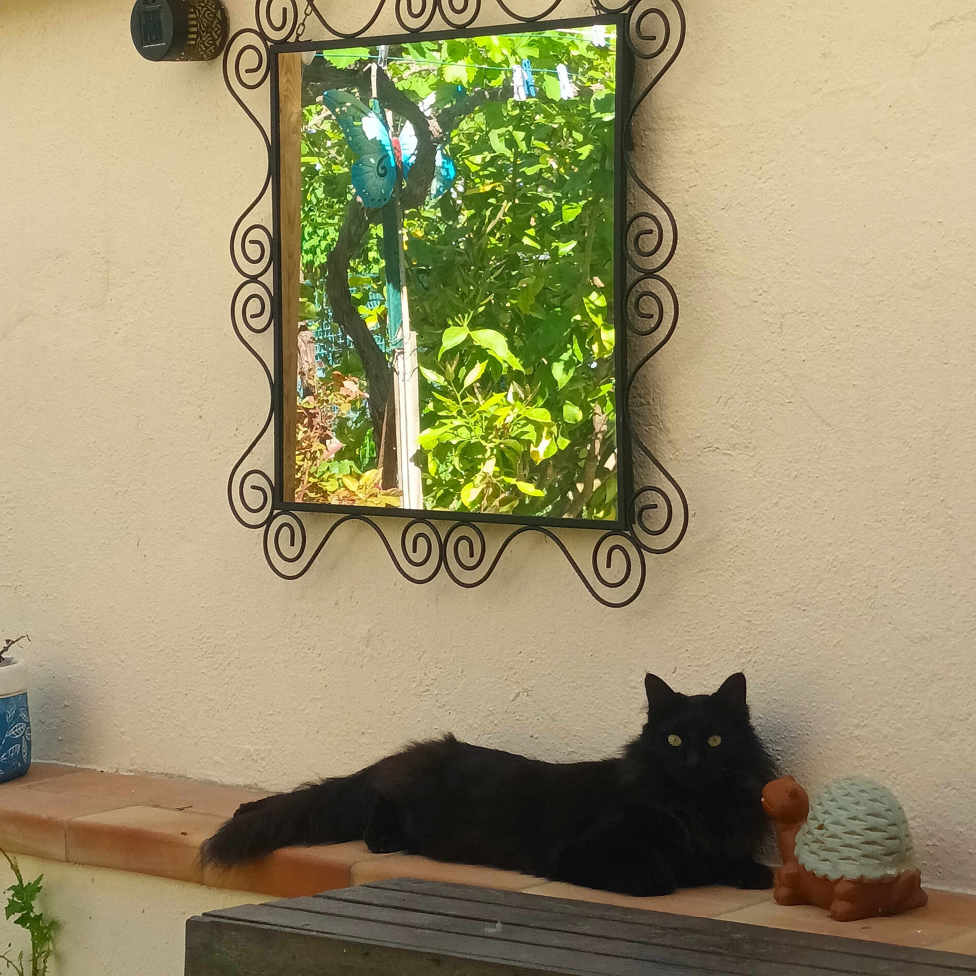 Moumoune a rejoint le concours — aidez-le/la à gagner de superbes lots ! animal, bench, black_cat, cat, decor, eyes, feline, fur, greenery, mirror, nature, outdoor, pet, plant, reflection, relaxing, sunlight, tile, turtle_planter, wall