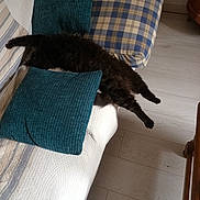 Moumoune participe au concours pour gagner de l'argent avec cette photo : basket, black_cat, cat, couch, cozy, cushion, furniture, home, indoor, living_room, ottoman, pet, plaid, quilted, relaxed, sleeping_cat, stuffed_toys, teal_cushion, white_couch, wooden_floor