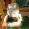 armchair, black_cat, cat, chair, cozy, daylight, decor, floor_tile, furniture, green_rug, home, indoor, pet, poster, relaxing, resting, shadow, sleeping, sunlight, window
