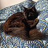 Moumoune a rejoint le concours — aidez-le/la à gagner de superbes lots ! animal, bed_cover, black_cat, blue_quilt, cat, cozy, curled_up, cute, domestic_cat, feline, fur, indoor, patterned_quilt, peaceful, pet, quilt, relaxation, resting, sleeping, soft_light