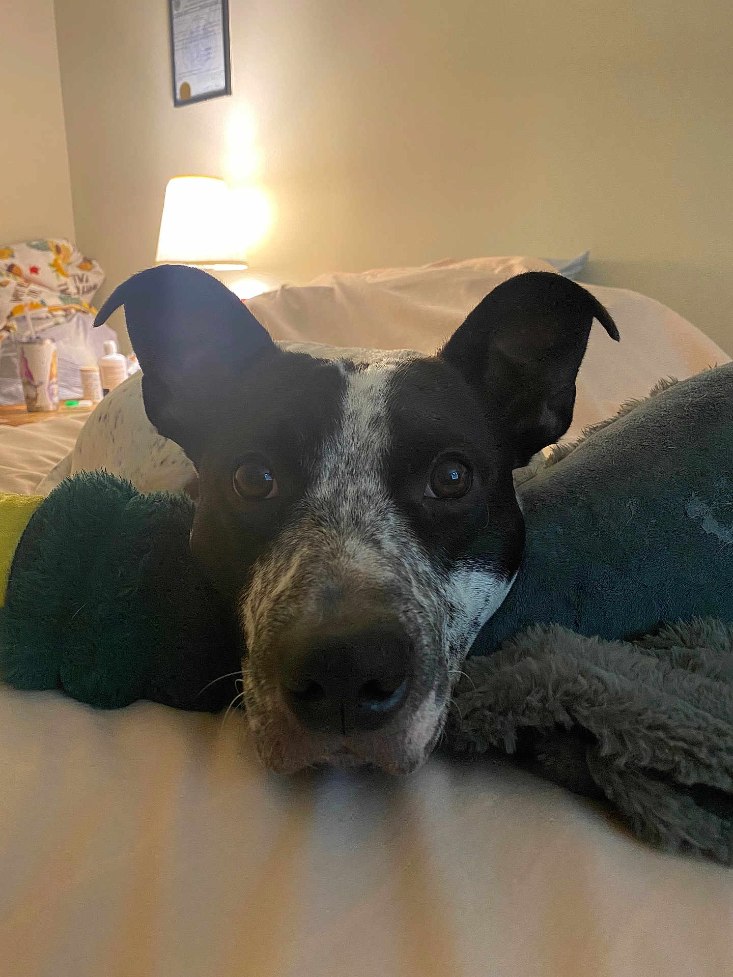 Goose joined the competition — help win amazing prizes! dog, close_up, black_and_white, resting, bed, blanket, plush_toy, indoor, lamp, cozy, home, pet, animal, fur, ears, looking, snout, soft, relaxed, portrait