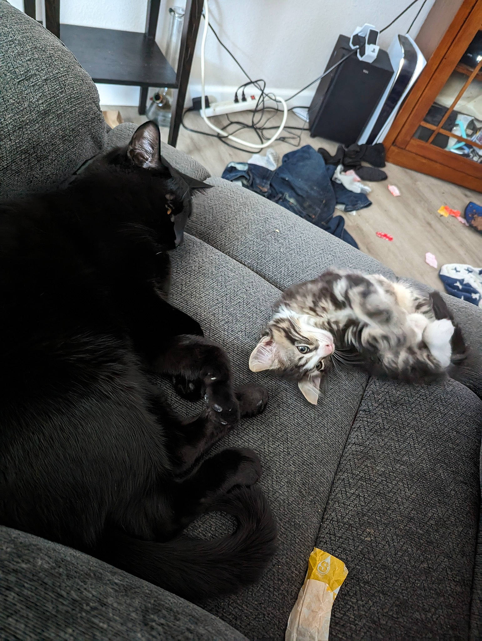 Hank joined the competition — help win amazing prizes! canidae, carnivore, cat, comfort, companion_dog, couch, domestic_short_haired_cat, felidae, flooring, fur, grey, living_room, nap, room, sitting, small_to_medium_sized_cats, sporting_group, tail, whiskers, wood