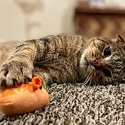 Dud joined the competition — help win amazing prizes! cat, tabby, toy_mouse, carpet, paw, whiskers, closeup, pet, animal, relaxing, lying_down, indoor, fur, cute, playful, domestic_cat, soft_texture, focus, curious, cozy