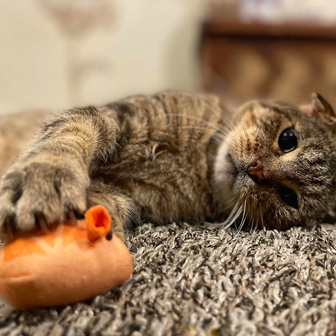 Dud joined the competition — help win amazing prizes! animal, carpet, cat, closeup, cozy, curious, cute, domestic_cat, focus, fur, indoor, lying_down, paw, pet, playful, relaxing, soft_texture, tabby, toy_mouse, whiskers