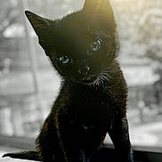 Clarey joined the competition — help win amazing prizes! black_cat, kitten, pet, animal, cute, portrait, sunlight, feline, fur, whiskers, ears, eyes, indoors, sitting, closeup, soft_light, curious, young, adorable, mammal
