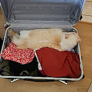 Valinor a rejoint le concours — aidez-le/la à gagner de superbes lots ! cat, fluffy, suitcase, clothes, sleeping, indoor, pet, feline, resting, packed, travel, luggage, fur, cozy, home, relaxed, orange, white, soft, floor