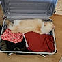 cat, fluffy, suitcase, clothes, sleeping, indoor, pet, feline, resting, packed, travel, luggage, fur, cozy, home, relaxed, orange, white, soft, floor
