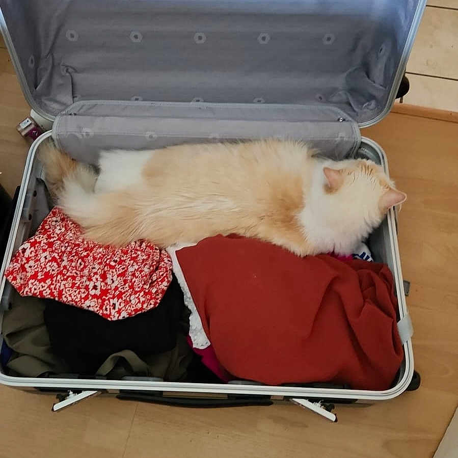 Valinor a rejoint le concours — aidez-le/la à gagner de superbes lots ! cat, clothes, cozy, feline, floor, fluffy, fur, home, indoor, luggage, orange, packed, pet, relaxed, resting, sleeping, soft, suitcase, travel, white