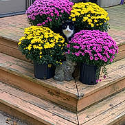 Linus joined the competition — help win amazing prizes! annual_plant, botany, floristry, flower, flower_arranging, flowering_plant, flowerpot, garden, grass, green, groundcover, houseplant, landscaping, magenta, petal, plant, purple, rectangle, shrub, yellow