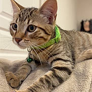 Ryo a rejoint le concours — aidez-le/la à gagner de superbes lots ! cat, kitten, tabby, pet, collar, bell, whiskers, paws, fur, striped, indoor, blanket, beige, cute, animal, feline, young, closeup, curious, alert