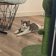 Myllo a rejoint le concours — aidez-le/la à gagner de superbes lots ! animal, cat, chair, cozy, cute, ears, floor, fur, furniture, green, home, indoor, kitten, lying_down, pet, playful, relaxed, scratching_post, whiskers, wooden_floor