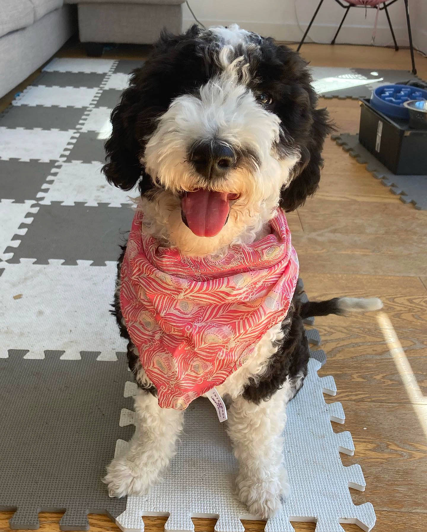 Miso is registered to the contest to win money with this photo: bag, box, canidae, carnivore, collar, companion_dog, dog, dog_breed, dog_collar, dog_supply, flooring, fur, luggage_and_bags, schnauzer, shipping_box, snout, sporting_group, terrier, toy_dog, water_dog