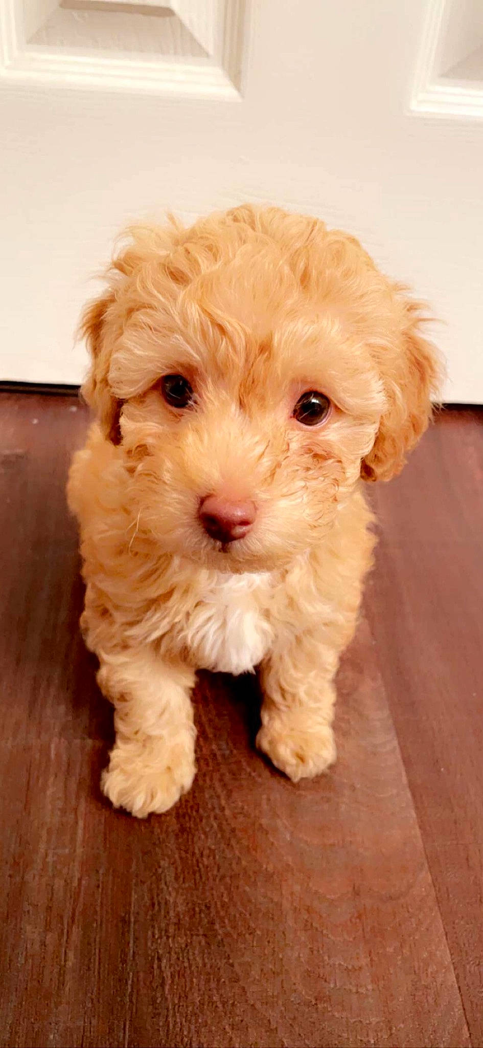 Nugget joined the competition — help win amazing prizes! canidae, carnivore, companion_dog, dog, dog_breed, dog_collar, fur, labradoodle, maltepoo, poodle, puppy_love, shih_poo, small_terrier, snout, sporting_group, terrier, toy_dog, water_dog, wood, working_animal